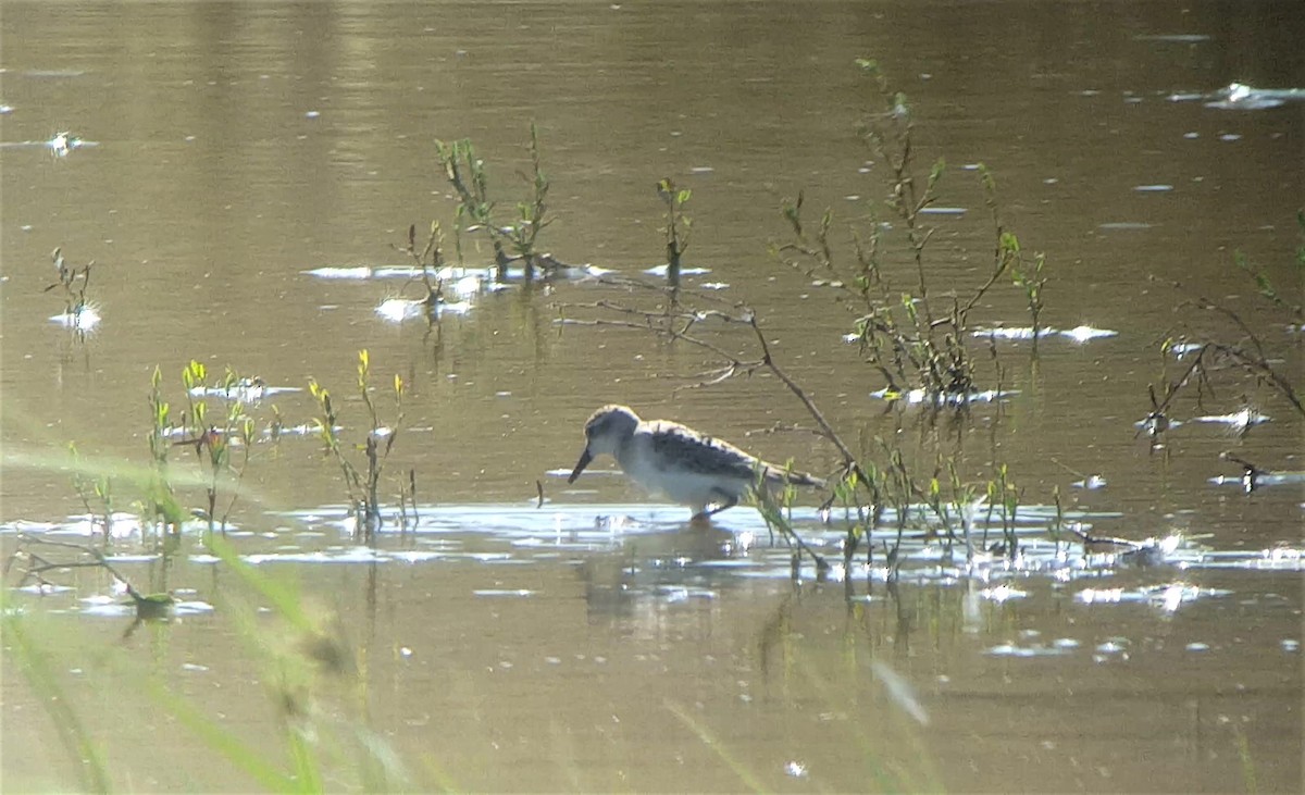 Western Sandpiper - ML173273321