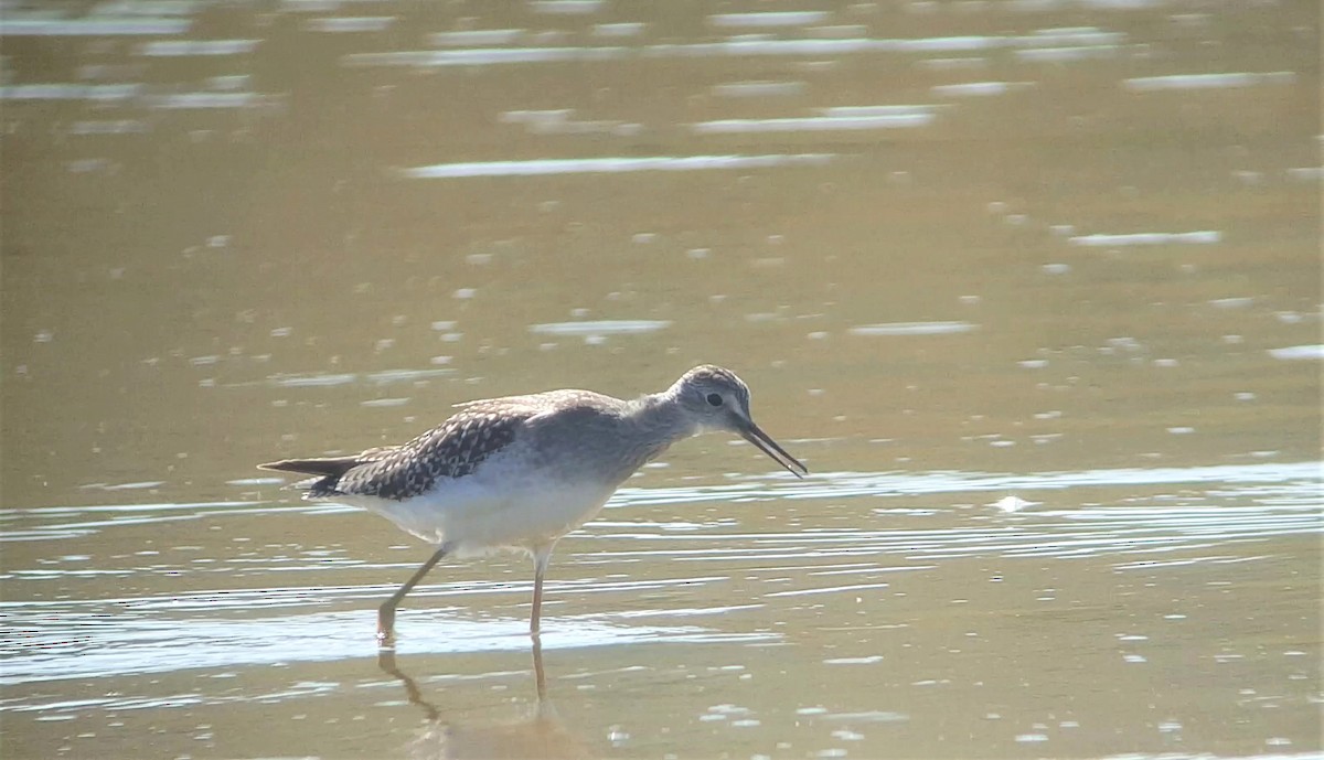 Lesser Yellowlegs - ML173273511