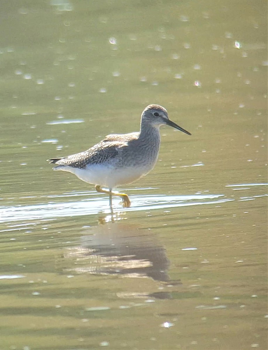 Lesser Yellowlegs - ML173273521