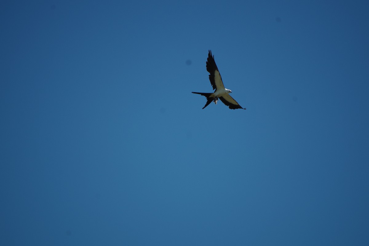 Swallow-tailed Kite - ML173273981