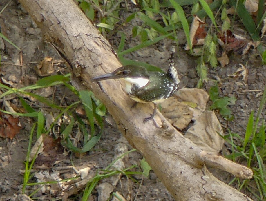 Green Kingfisher - ML173274841