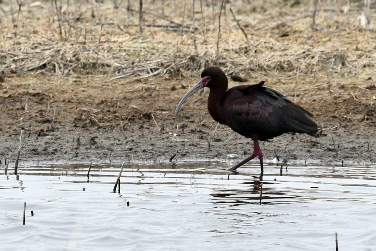 ibis americký - ML173277501