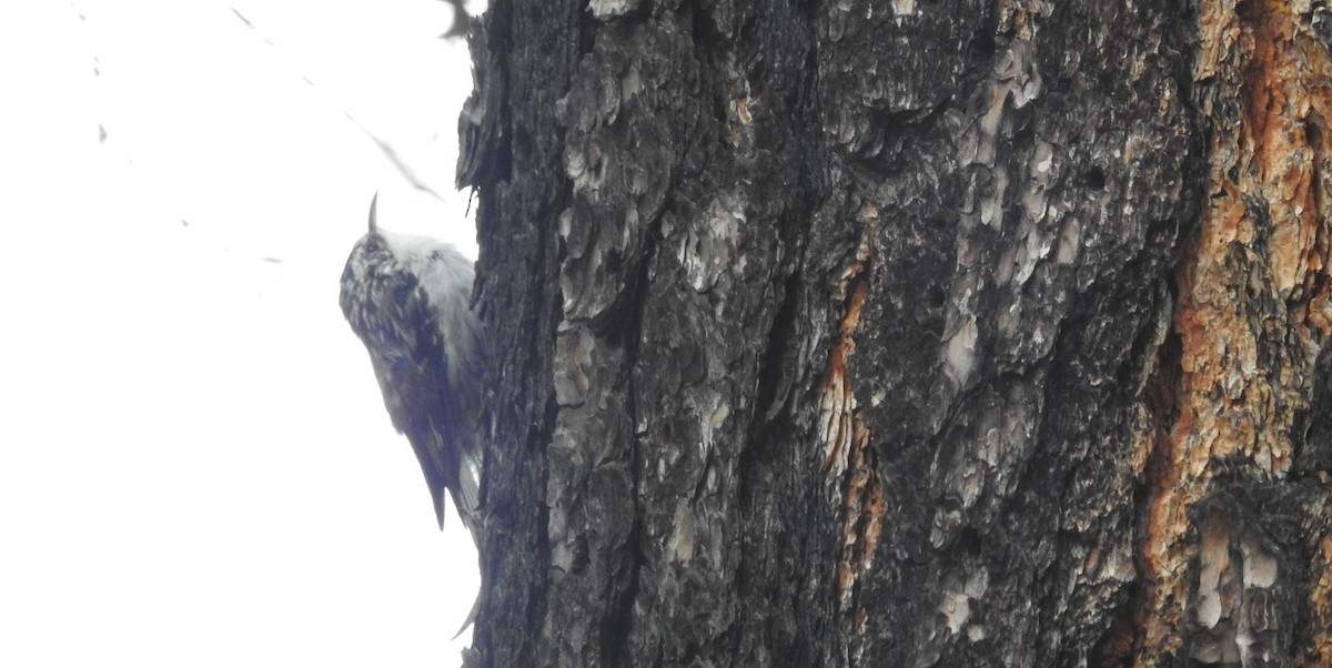 Brown Creeper (albescens/alticola) - ML173278281