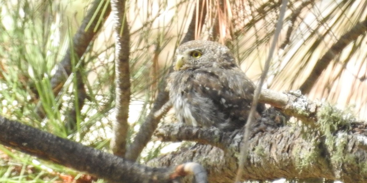 Northern Pygmy-Owl (Mountain) - Brian Clegg