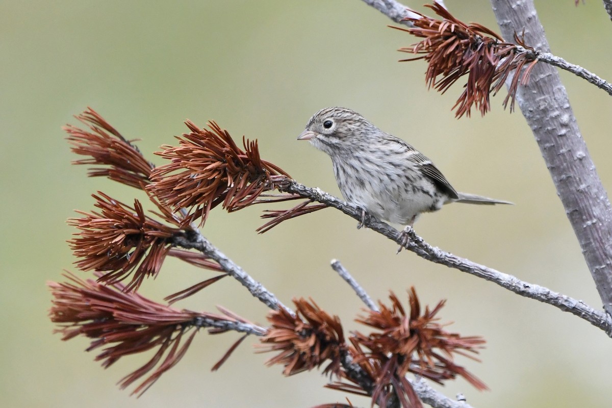Brewer's Sparrow - Ryan Merrill