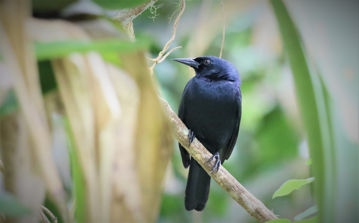 Jamaican Blackbird - ML173284081