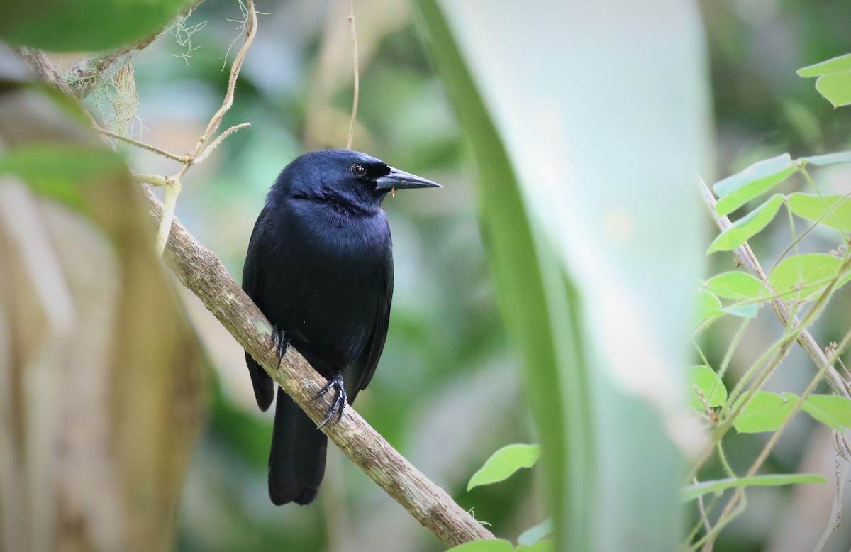 Jamaican Blackbird - ML173284141