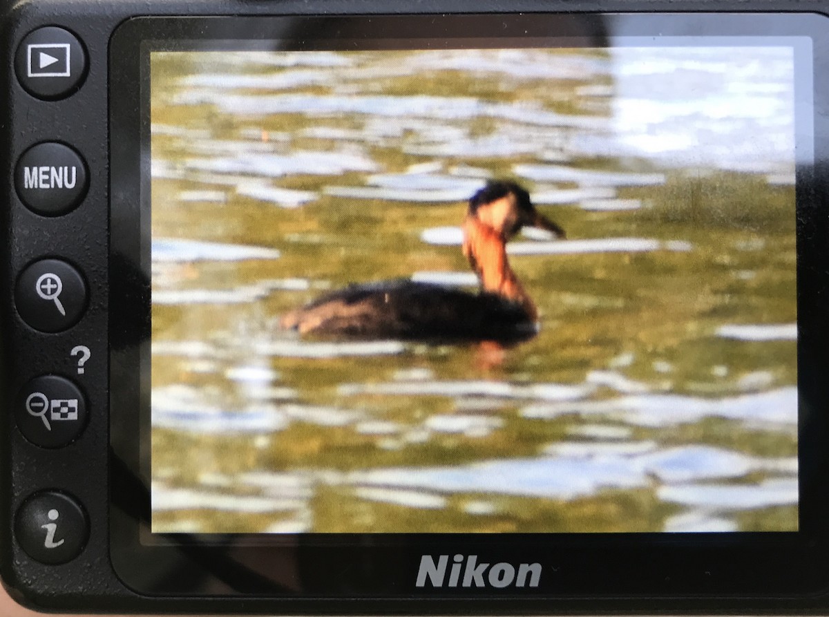 Red-necked Grebe - ML173284791