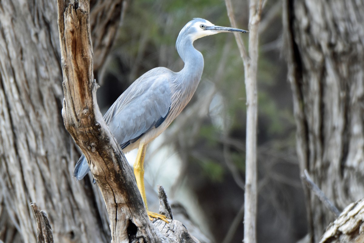 White-faced Heron - ML173285361