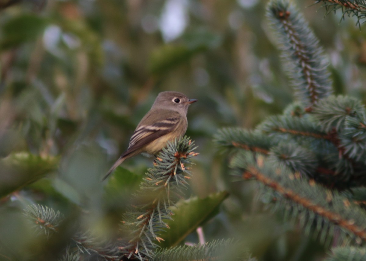 Hammond's Flycatcher - ML173286741