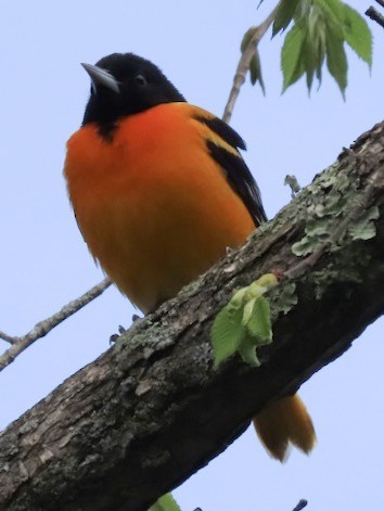 Baltimore Oriole - John Marshall