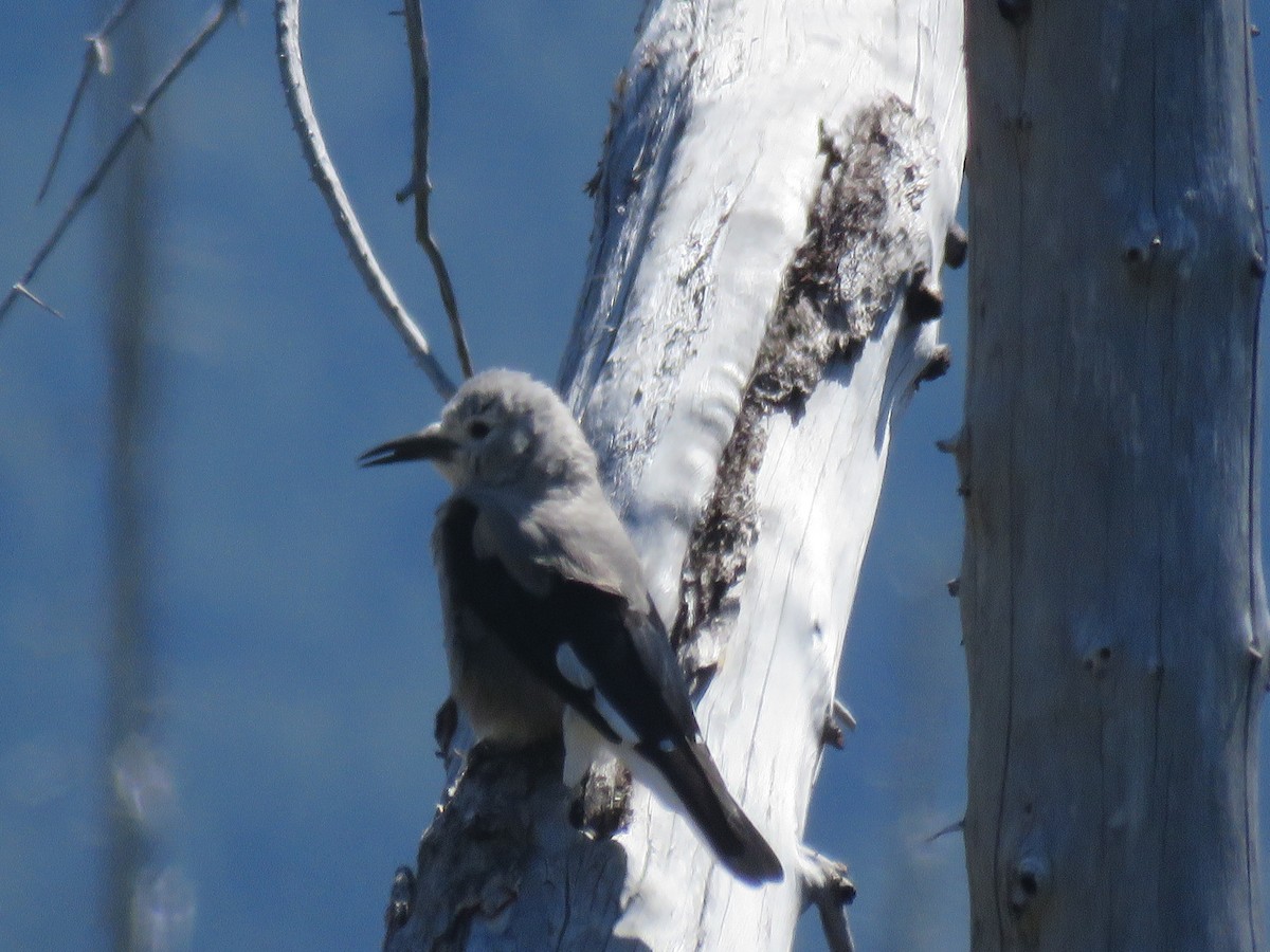 konglekråke - ML173288741