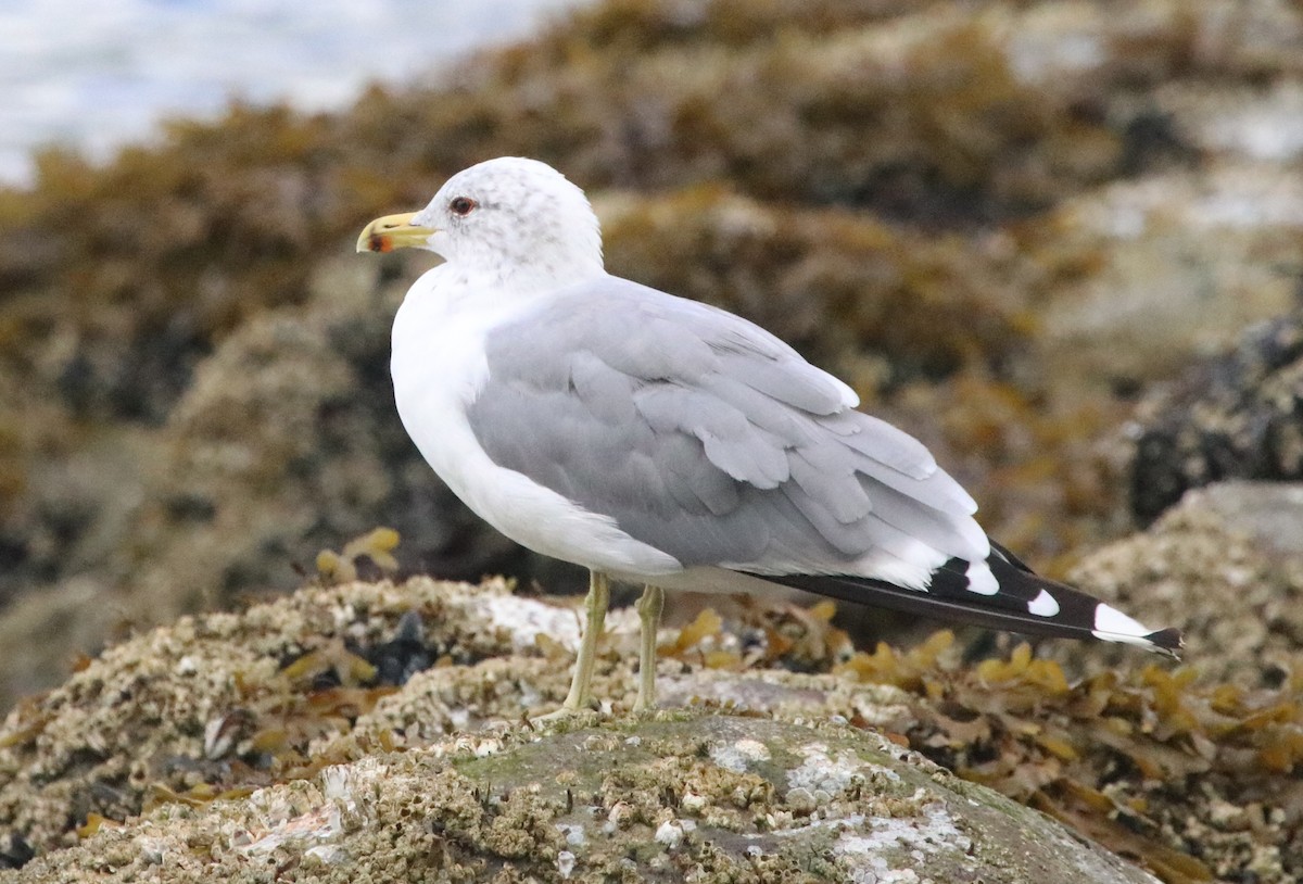 California Gull - ML173289661