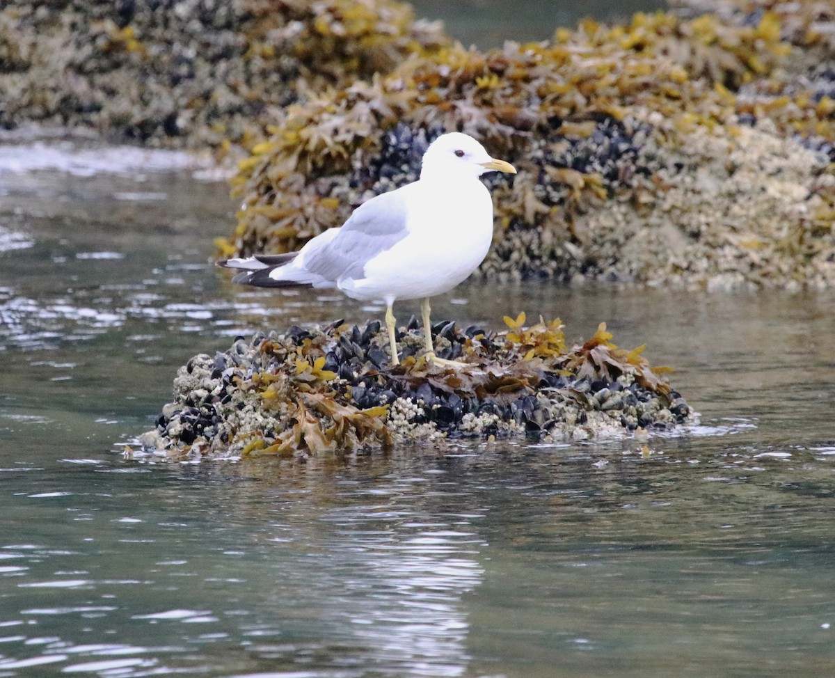 Short-billed Gull - ML173289731