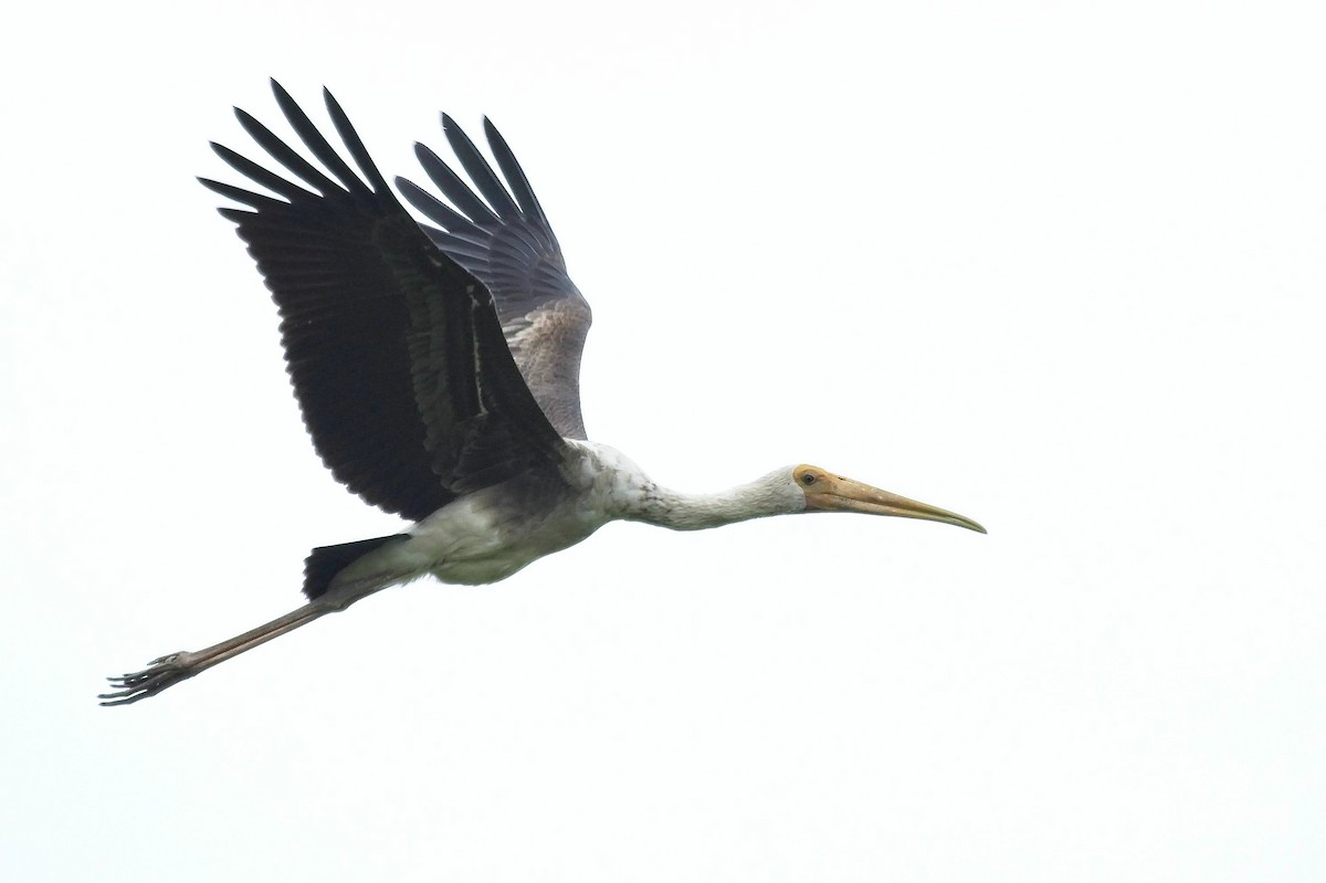 Painted Stork - Christopher Adler