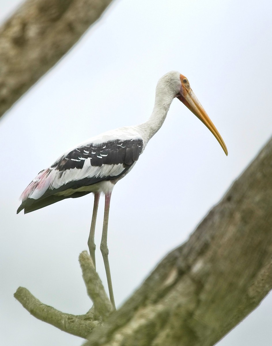 Painted Stork - Christopher Adler