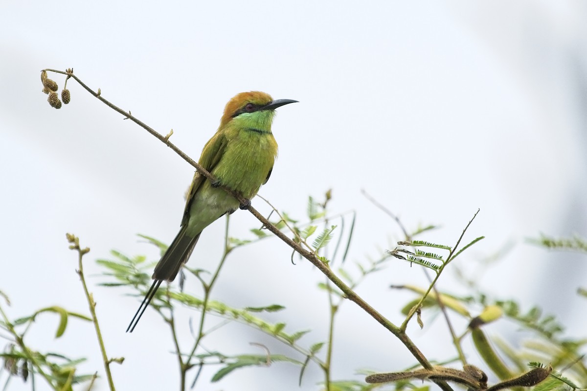 Asian Green Bee-eater - Christopher Adler