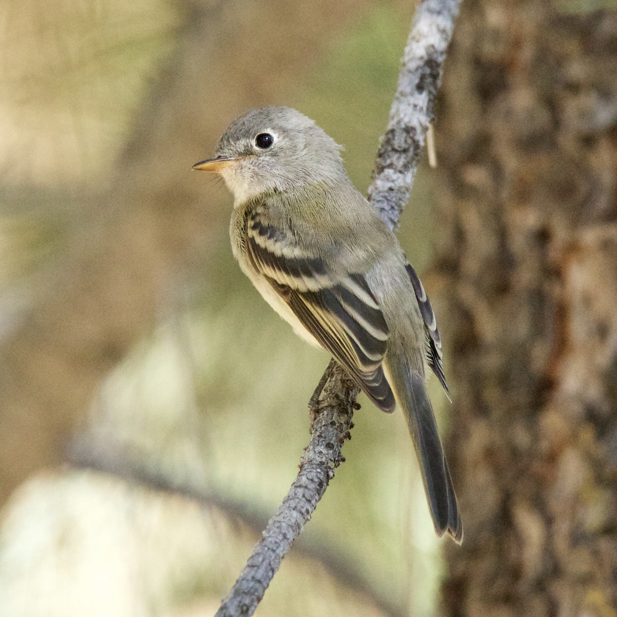 Western Flycatcher (Pacific-slope) - ML173290361