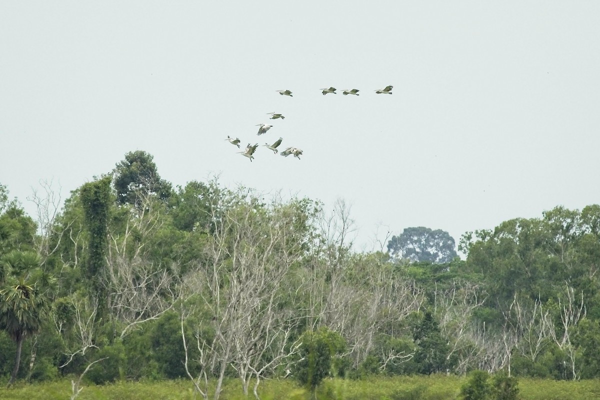 Spot-billed Pelican - Christopher Adler