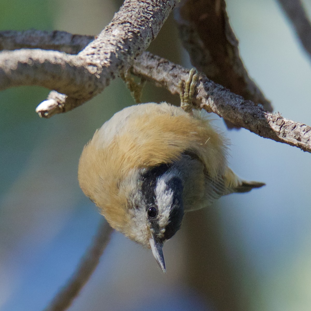 Red-breasted Nuthatch - ML173290421