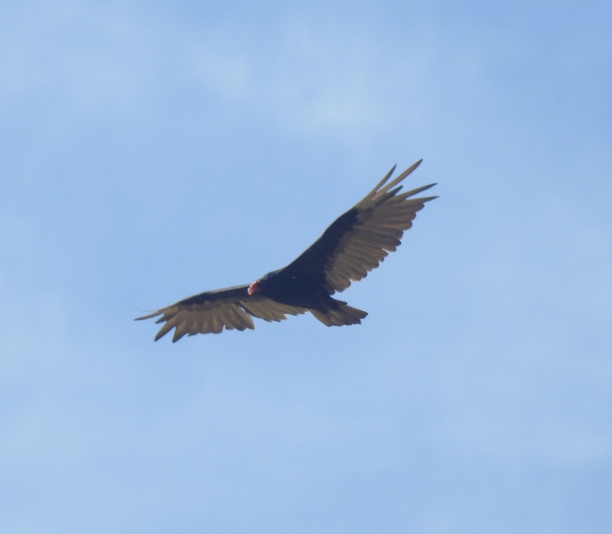 Turkey Vulture - ML173290451