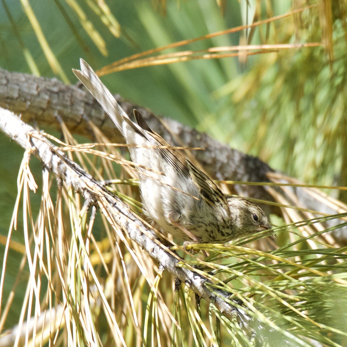 Pine Siskin - ML173290501