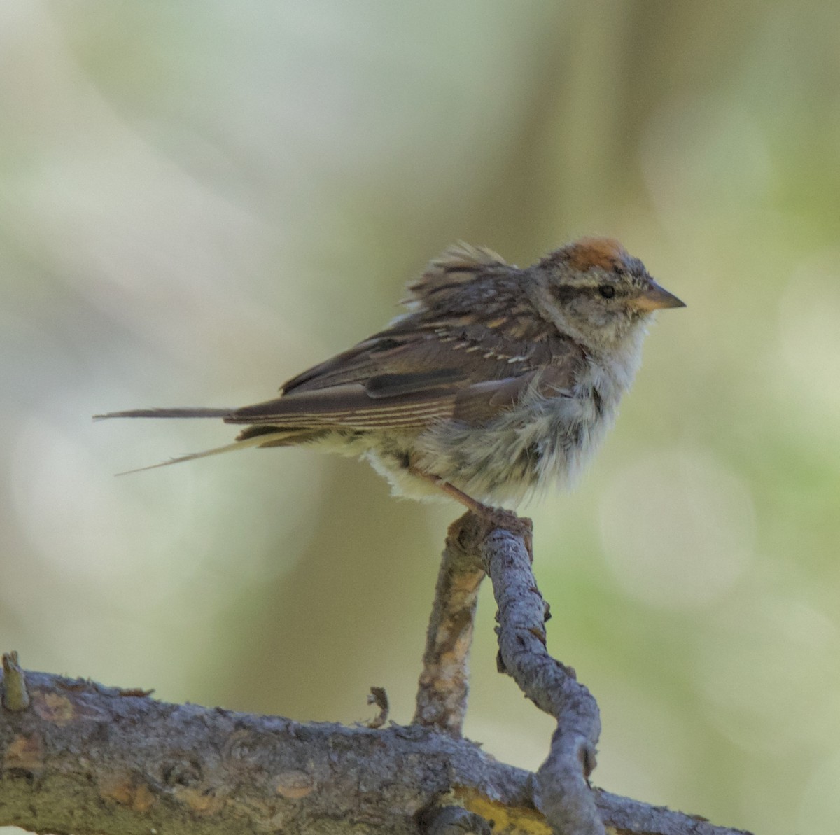 Chipping Sparrow - ML173290561