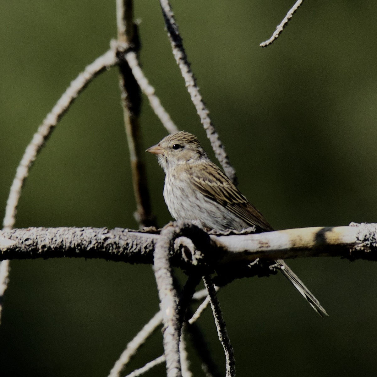 Brewer's Sparrow - ML173290611