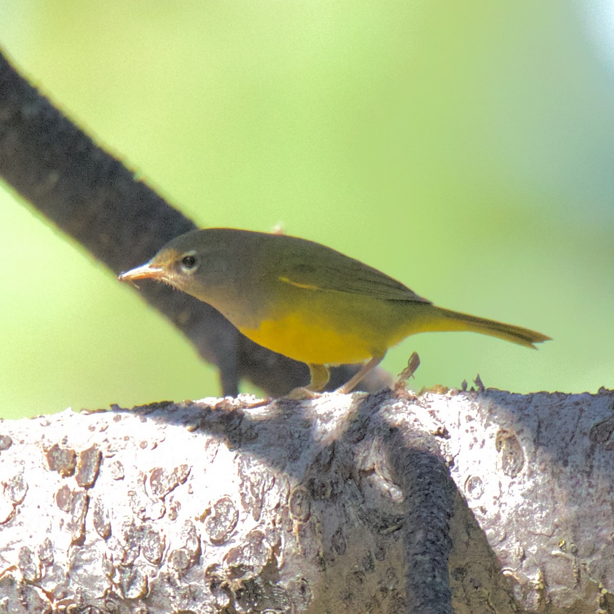 MacGillivray's Warbler - ML173290621