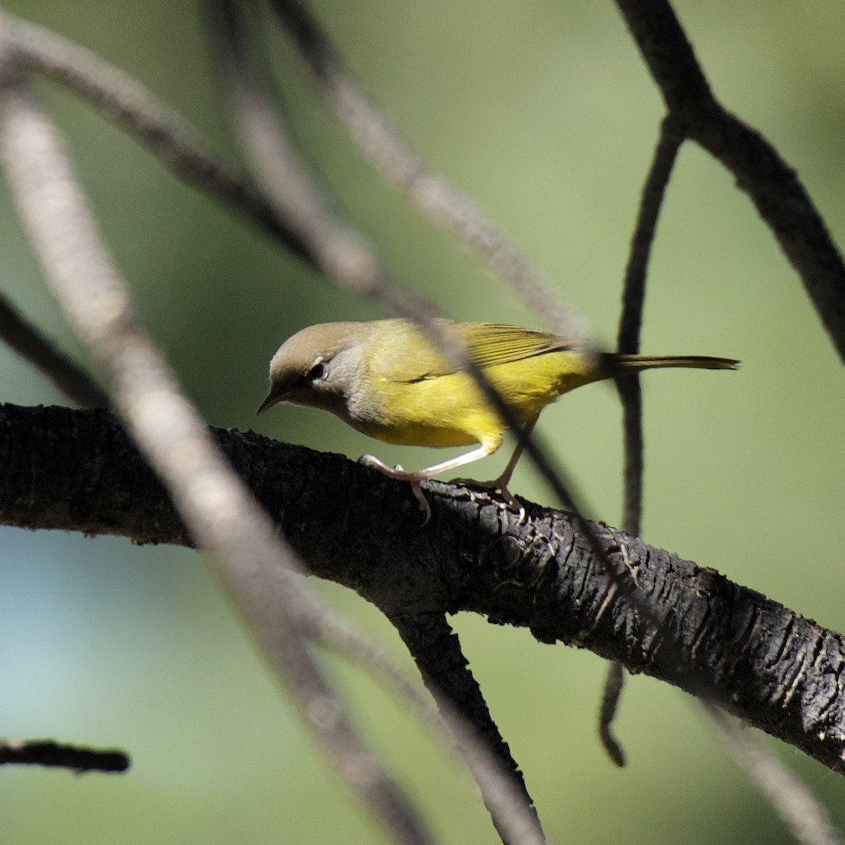 MacGillivray's Warbler - ML173290631