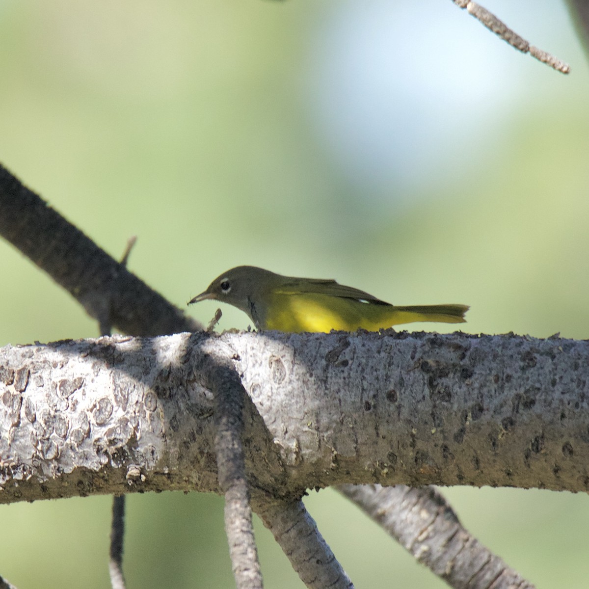 MacGillivray's Warbler - ML173290641