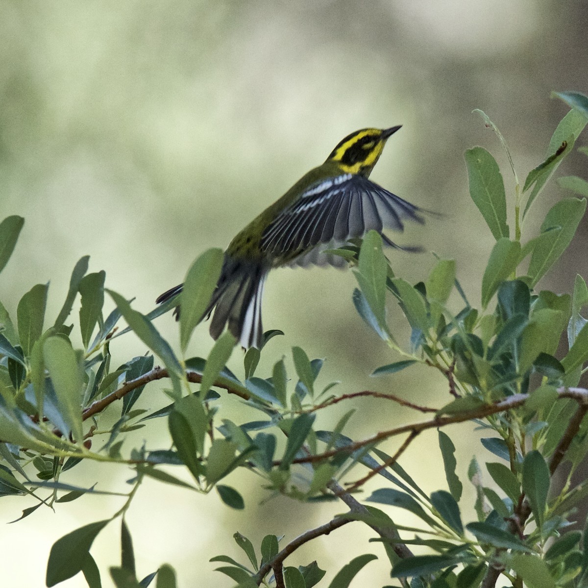 Townsend's Warbler - Charlotte Allen