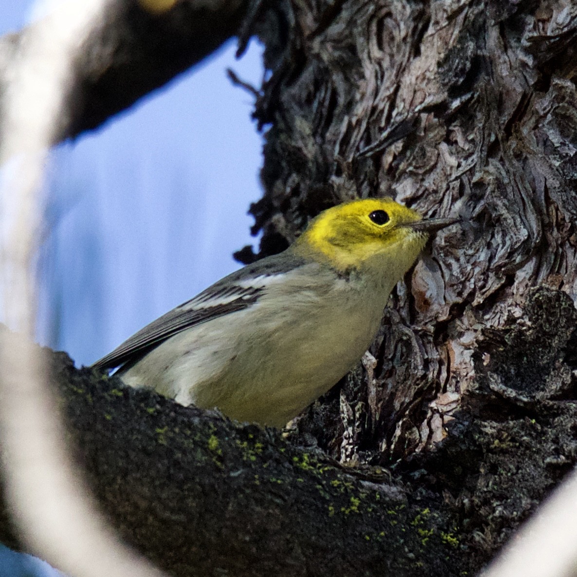 Hermit Warbler - Charlotte Allen