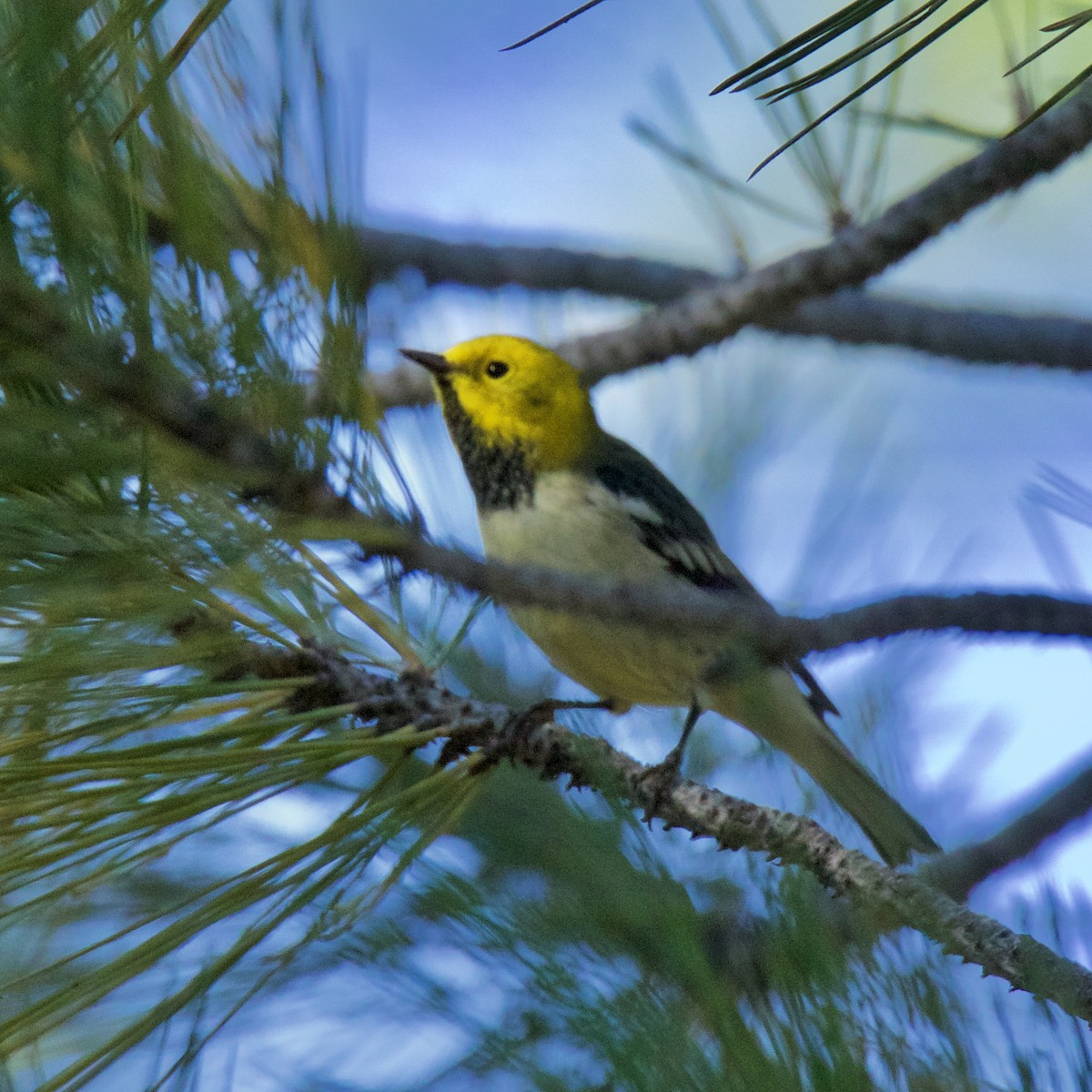 Hermit Warbler - Charlotte Allen