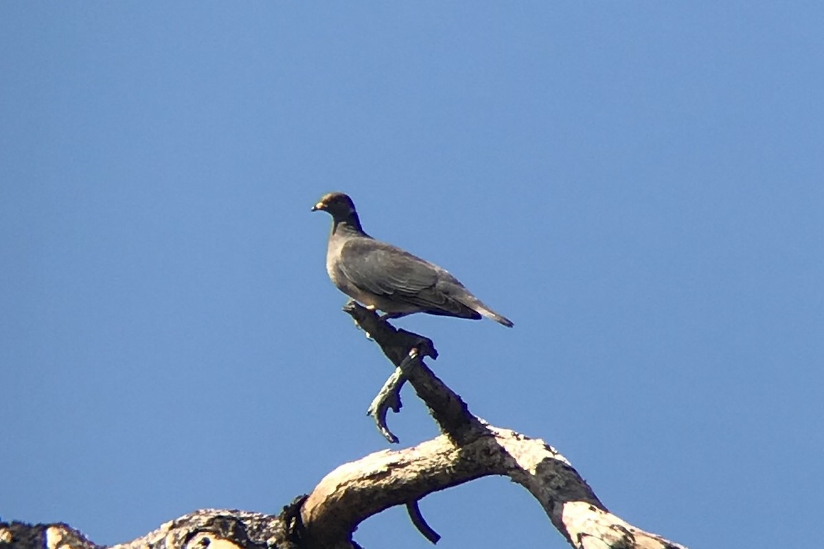 Band-tailed Pigeon - ML173291401