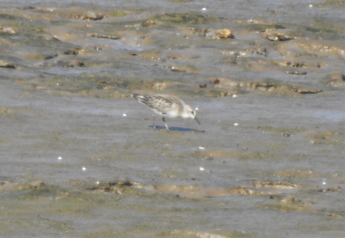 Semipalmated Sandpiper - David True