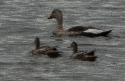 Garganey - ML173294151