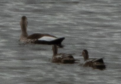 Garganey - ML173294161