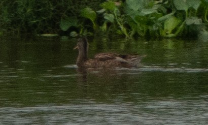 Gadwall - ML173294171