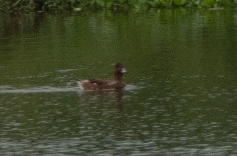 Eurasian Wigeon - ML173294211