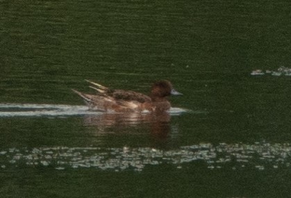 Eurasian Wigeon - ML173294241