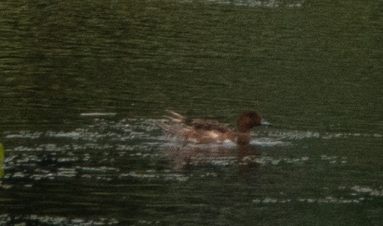 Eurasian Wigeon - ML173294251