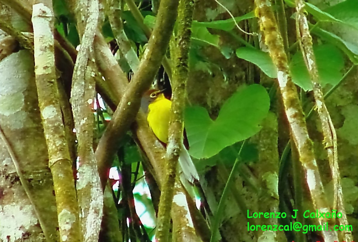 Paria Redstart - Lorenzo Calcaño