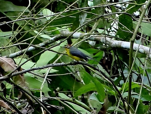 Paria Redstart - Lorenzo Calcaño