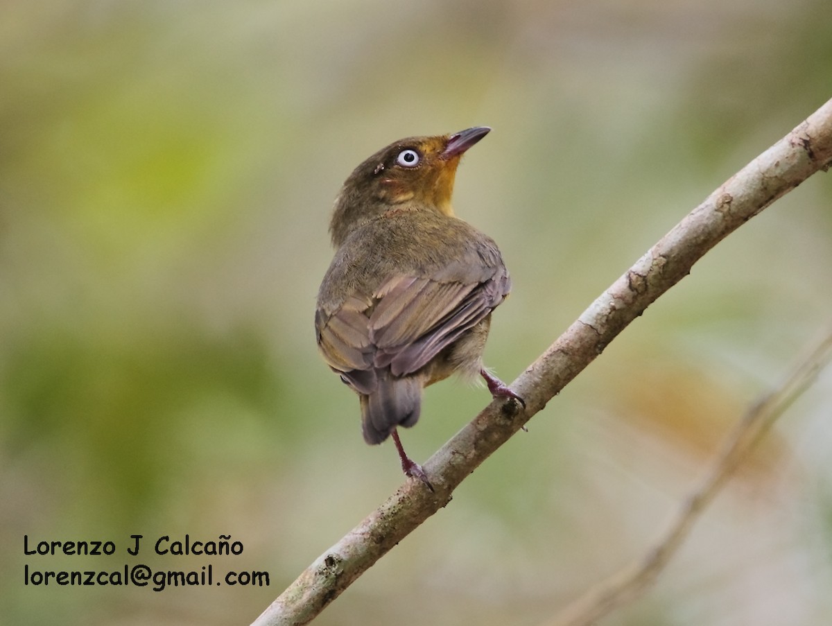 Crimson-hooded Manakin - ML173295531