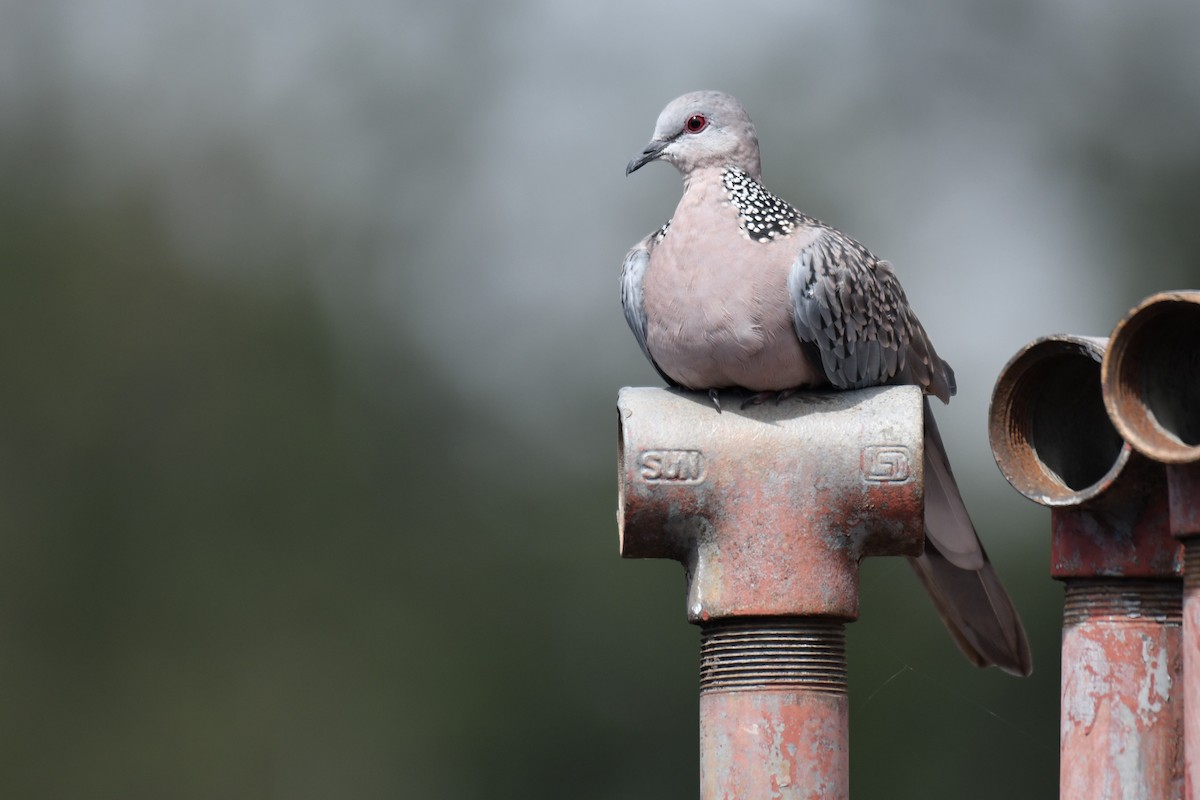 Spotted Dove - Ian Hearn