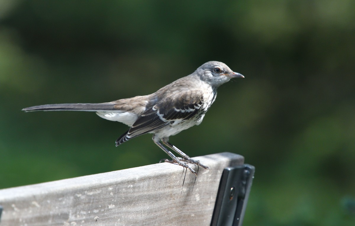 Northern Mockingbird - ML173298441