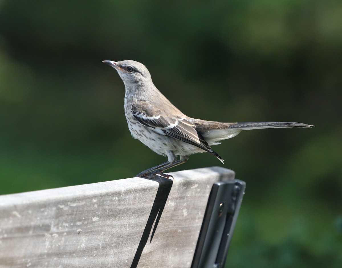 Northern Mockingbird - ML173298451