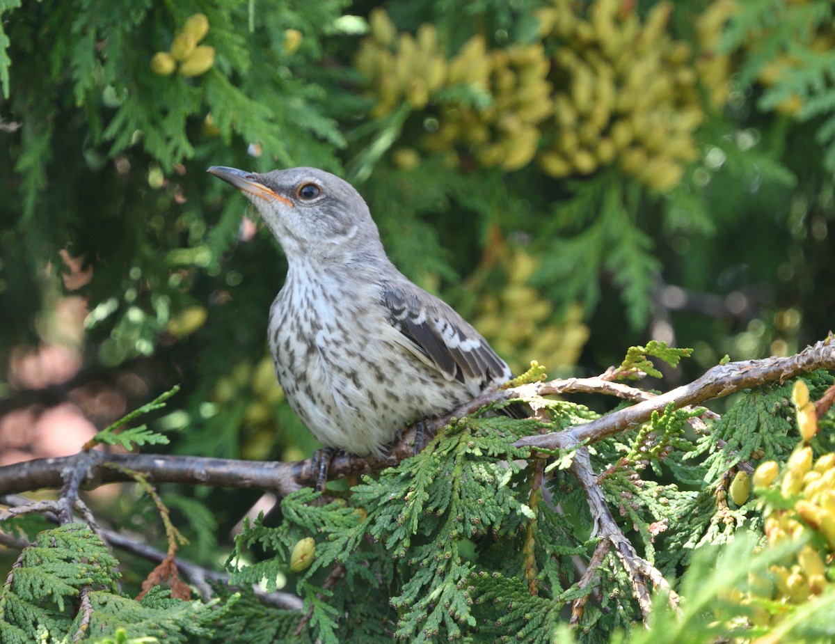 Northern Mockingbird - ML173298461
