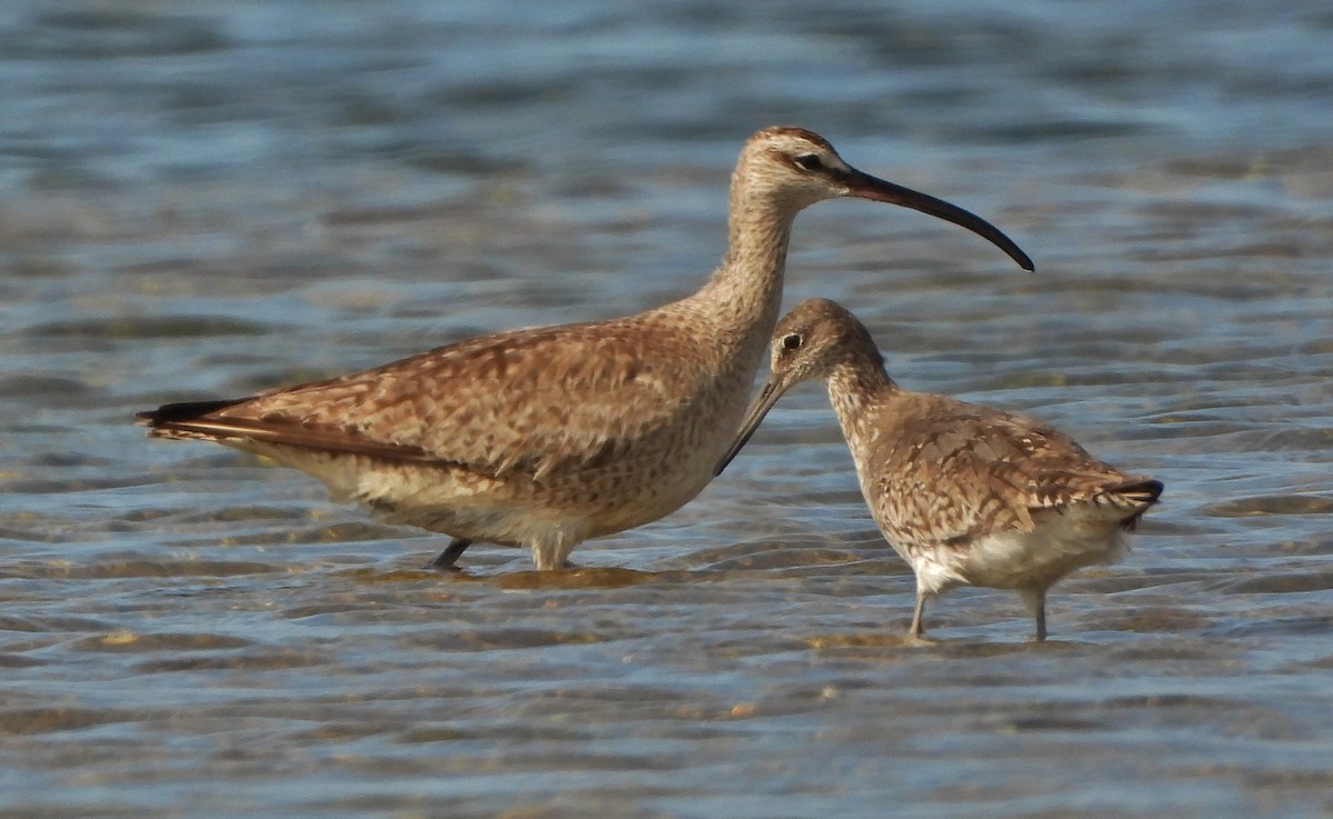 Willet - André Lanouette